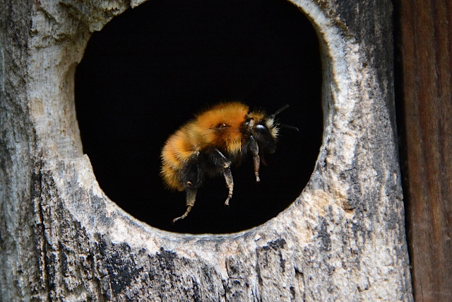 Bombus sp. in cassetta nido per uccelli